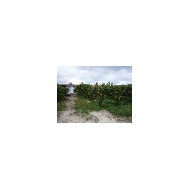 Terreno Agricolo