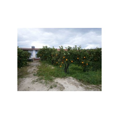 Terreno Agricolo