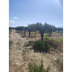 Terreno agricolo agrumeto