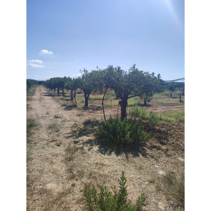 Terreno agricolo agrumeto