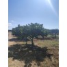 Terreno agricolo agrumeto