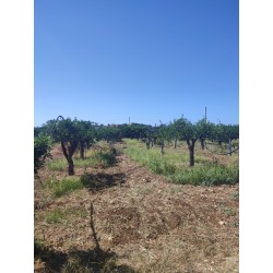 Terreno agricolo agrumeto