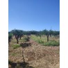 Terreno agricolo agrumeto