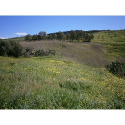 Terreno 5.000 mq. più fabbricato